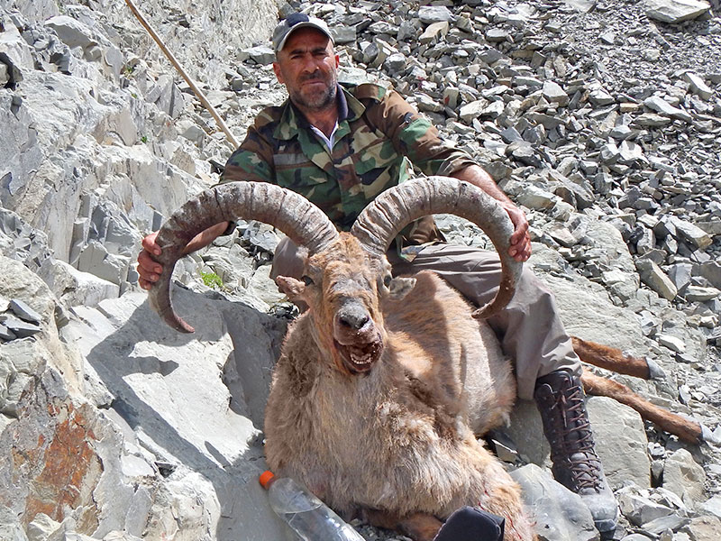 охота на горного барана в азербайджане
