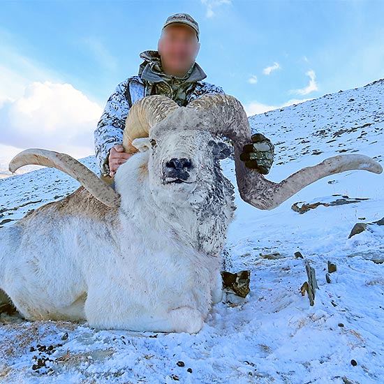 Marco Polo Argali and Mid-Asian Ibex hunting in Tajikistan | ProfiHunt :  ProfiHunt
