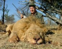 lion_001_big