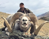 altai_argali_01
