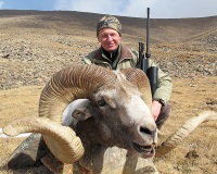 altai_argali_02