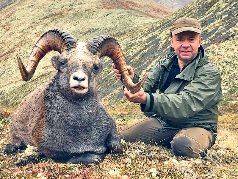 CHUKOTKA SNOW SHEEP