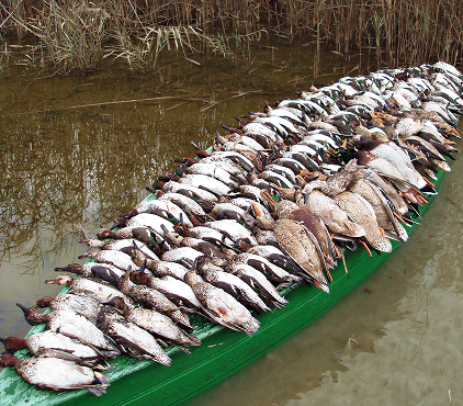 Ducks in Azerbaidjan