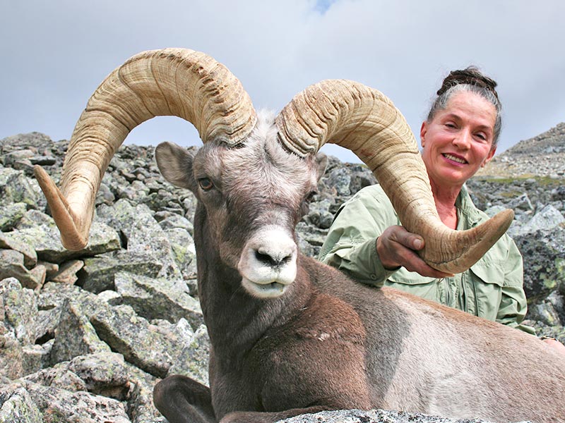 YAKUTIA SNOW SHEEP