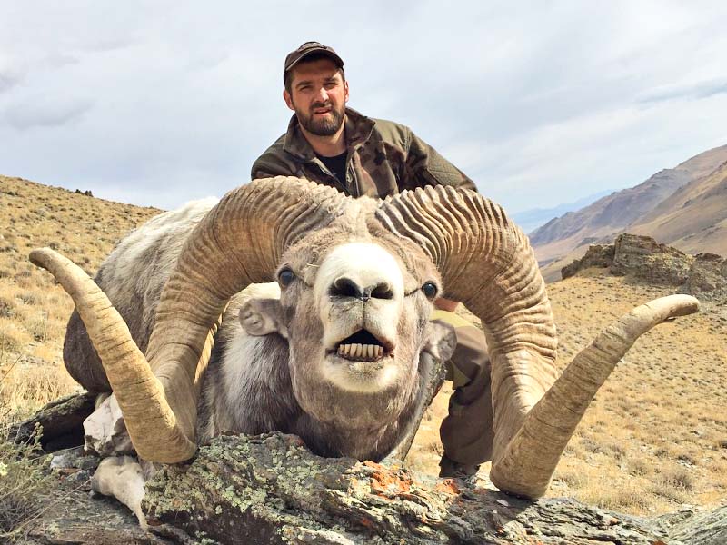 Altay argali in Mongolia