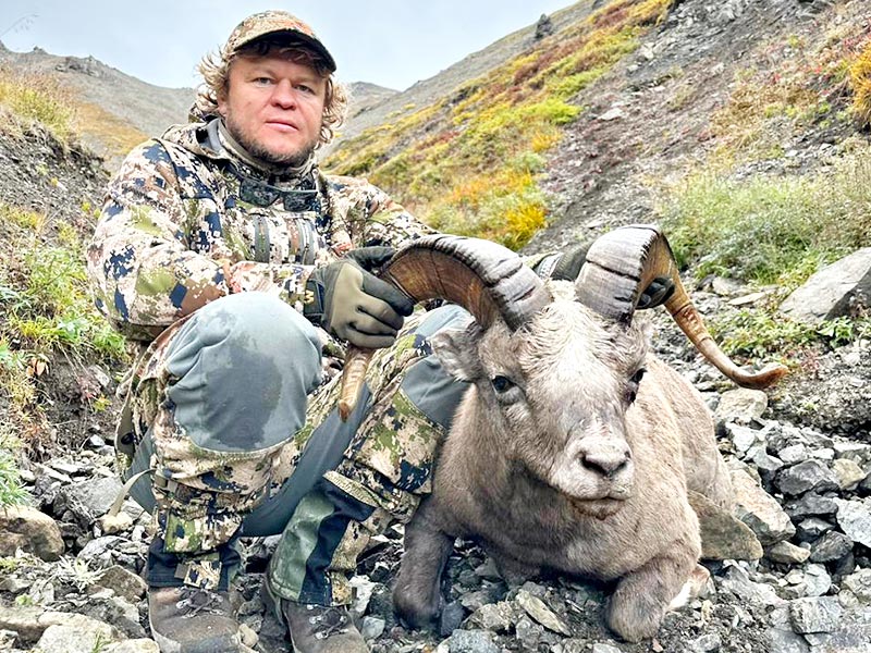 KORYAK SNOW SHEEP