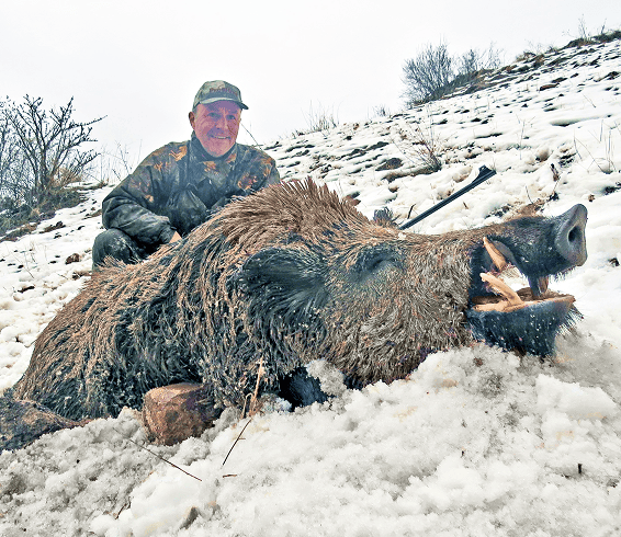 Wild boar