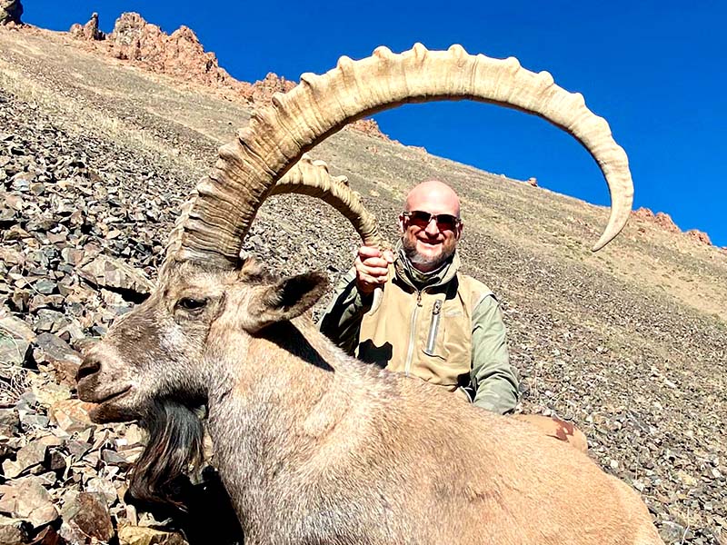 Altay ibex in Mongolia