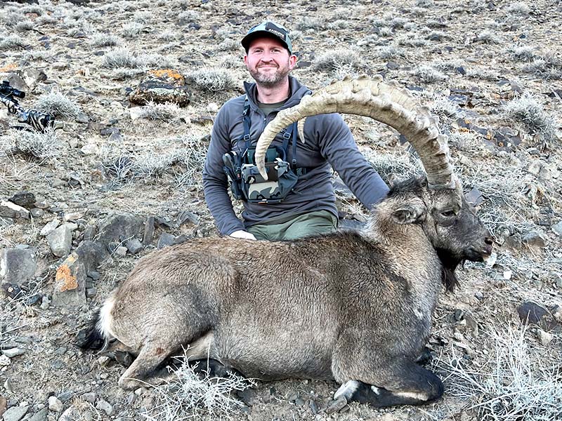 Gobi ibex in Mongolia