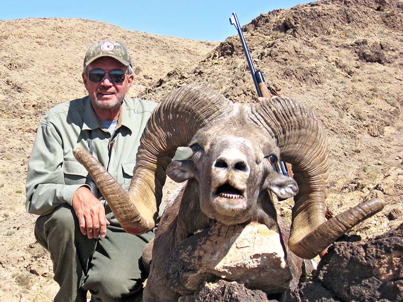 Hangay argali in Mongolia