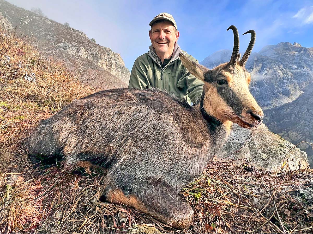 Caucasian Chamois
