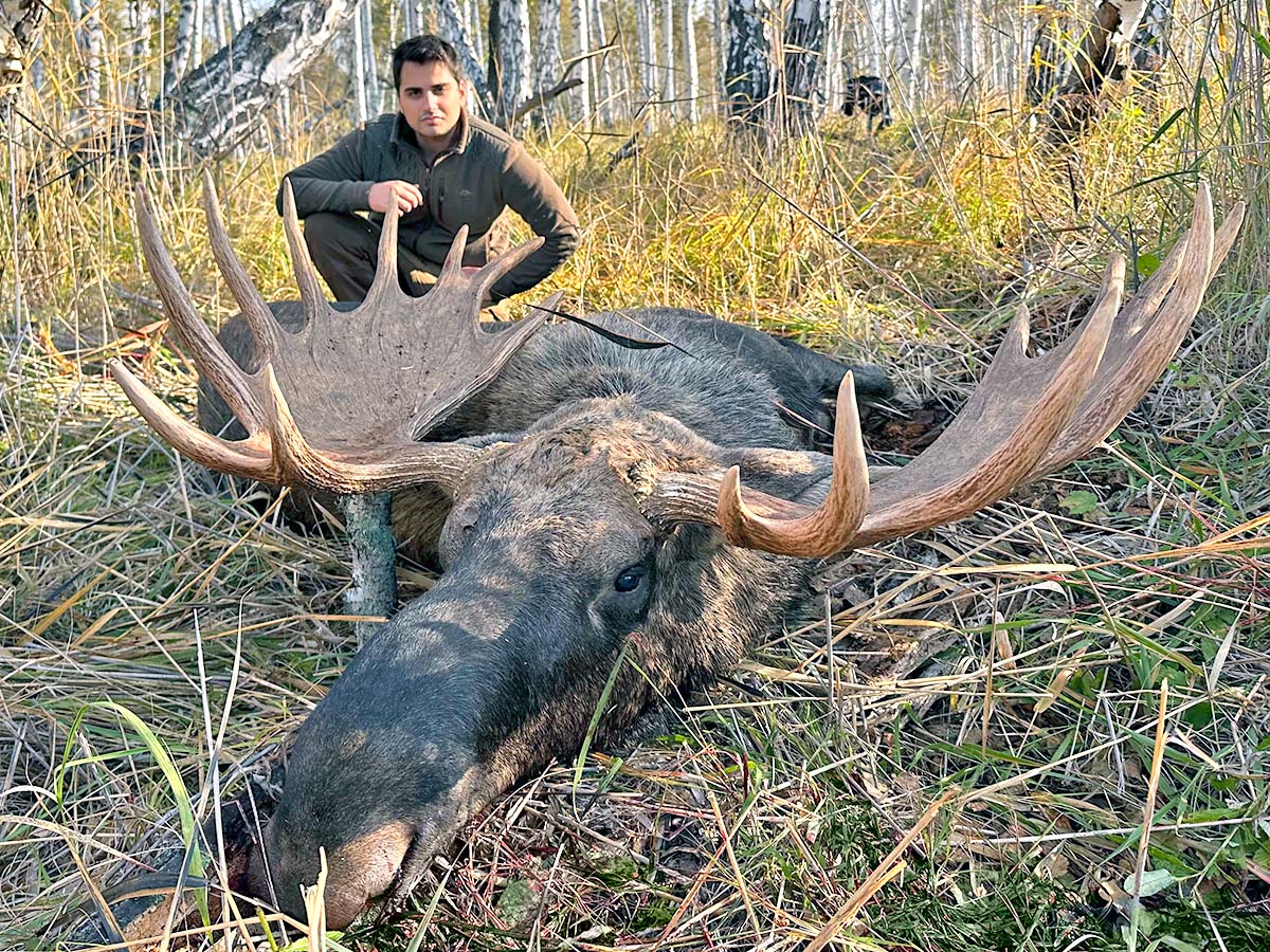 European moose in Russia