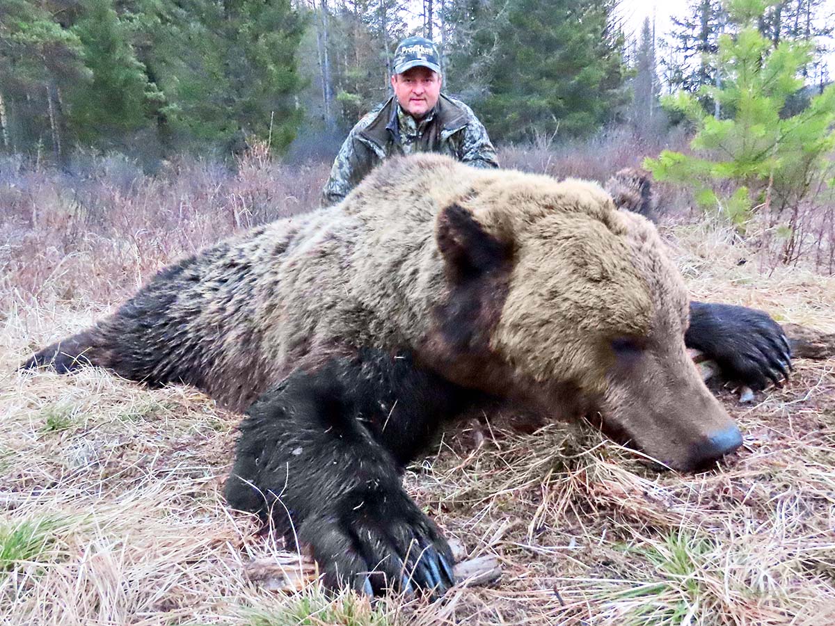 Siberian brown bear