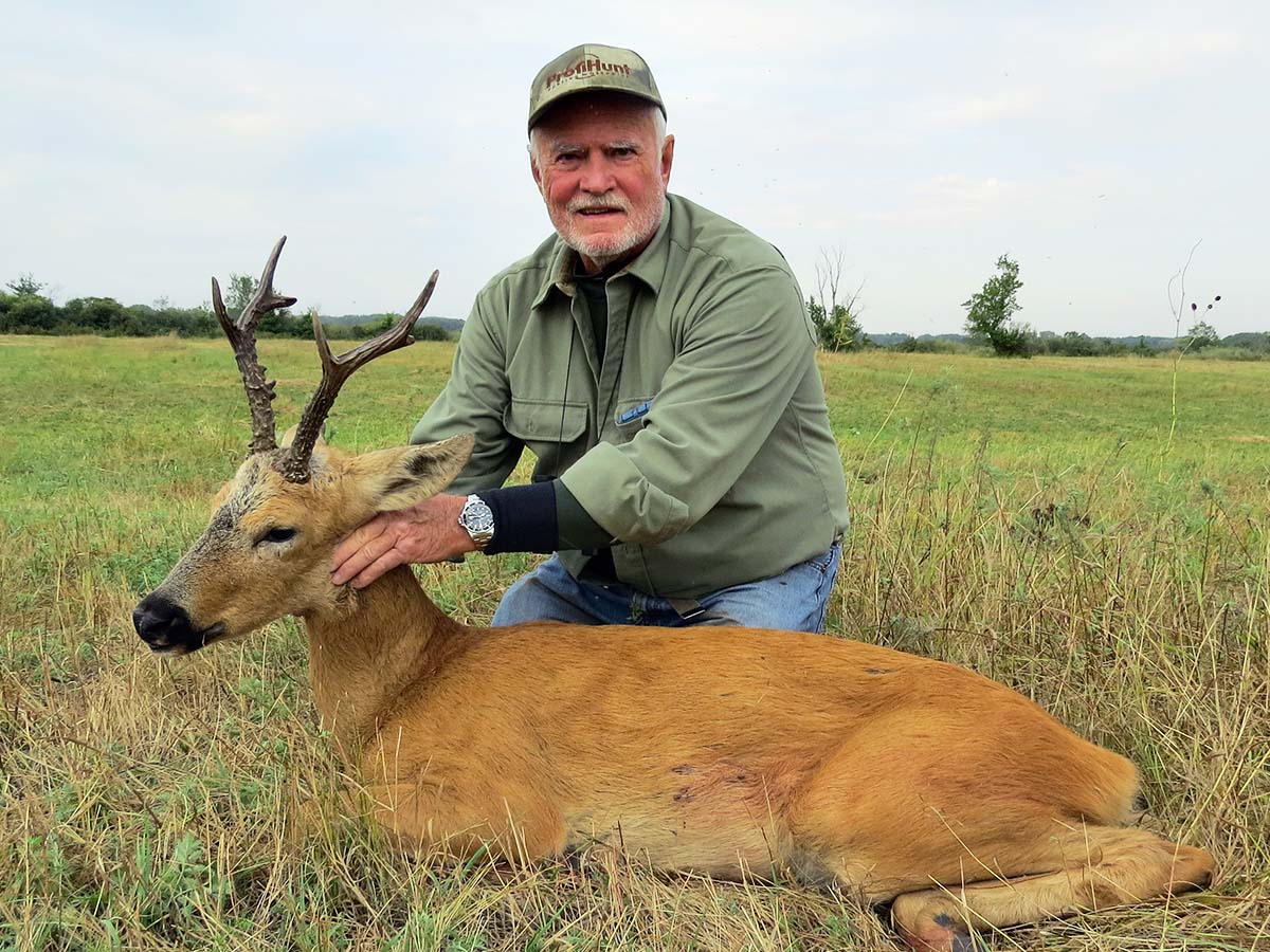 Siberian roe deer