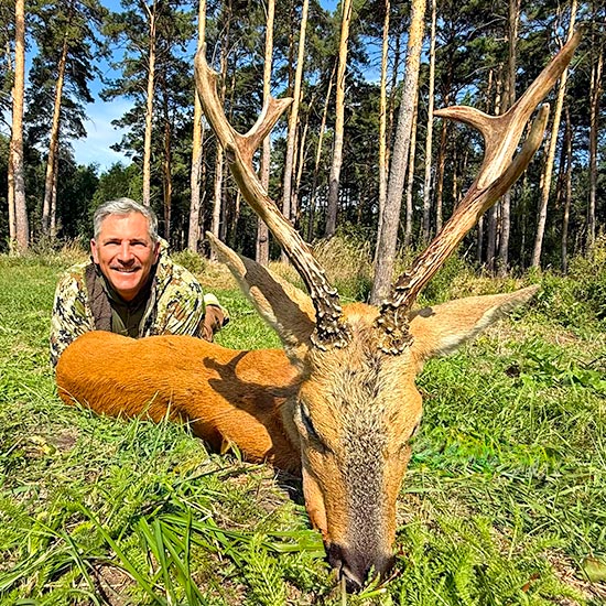 Siberian Roe deer hunting in Russia – the hunting season is going on